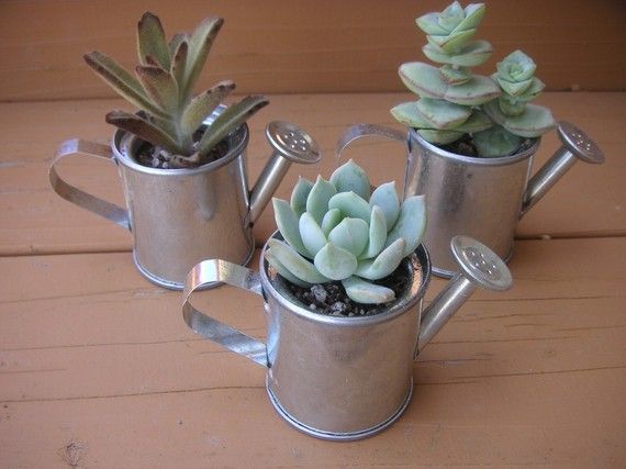 Three small succulents in a metal pot that's shaped like a watering can.