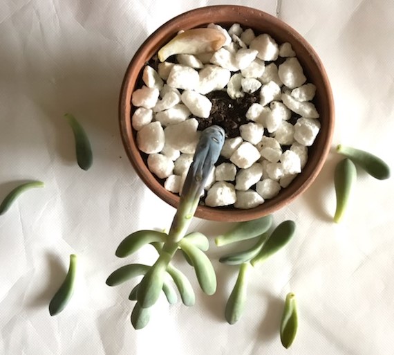 A dying succulent. Likely overwatered and rotting.