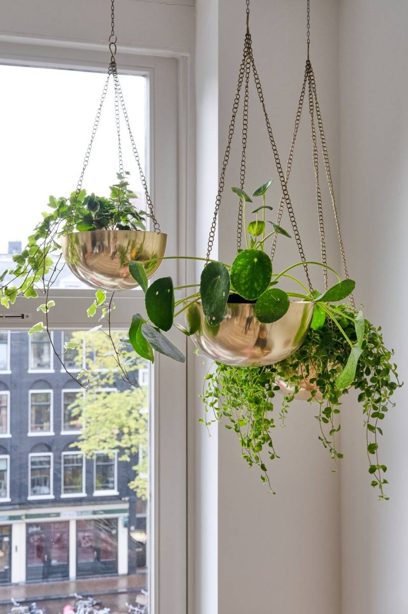 A plant in a pot hanging from the ceiing near a windowsill