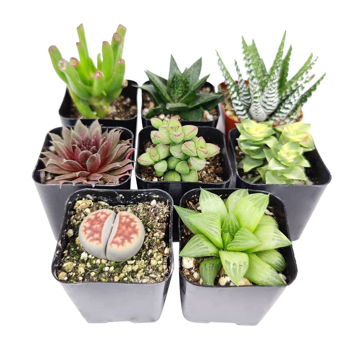 eight assirted succulents