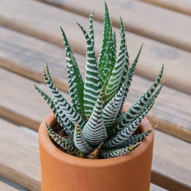 Zebra plant