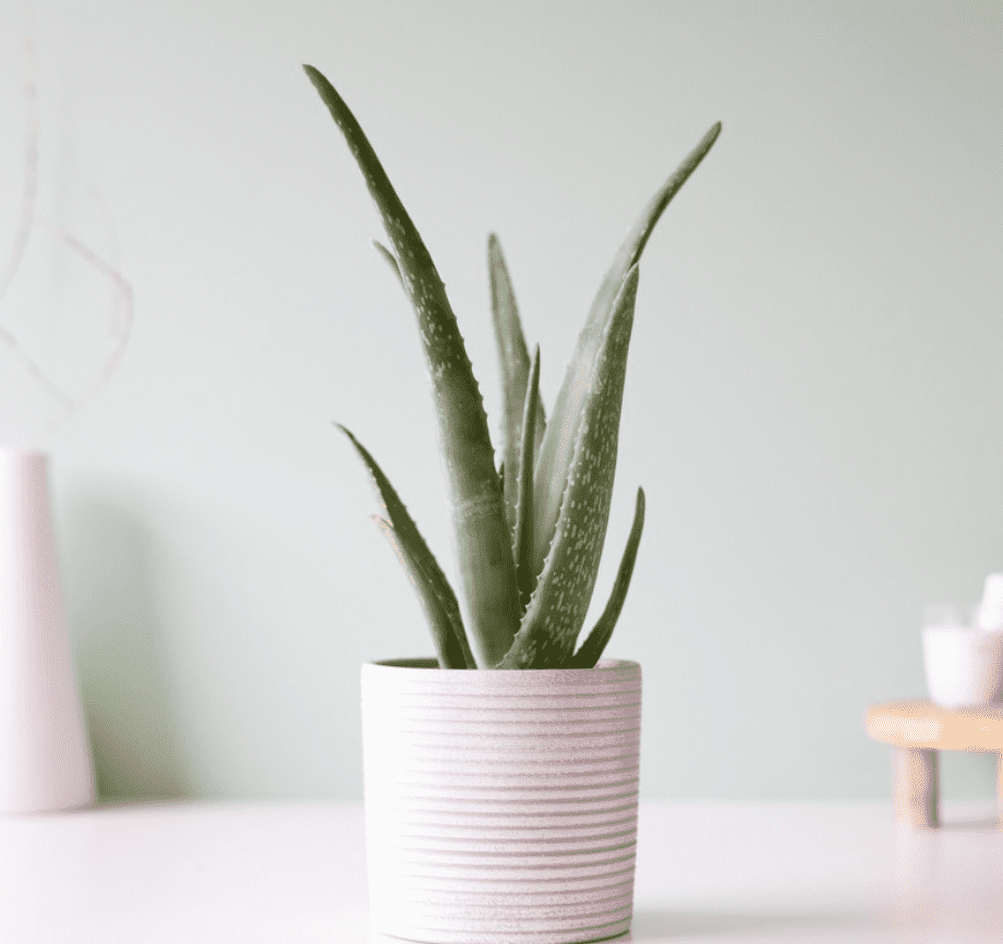Aloe vera