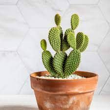 Bunny ear cactus