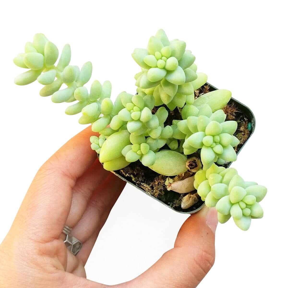 Burro's tail