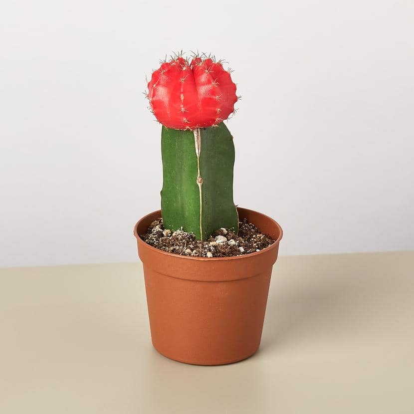 Small moon cactus