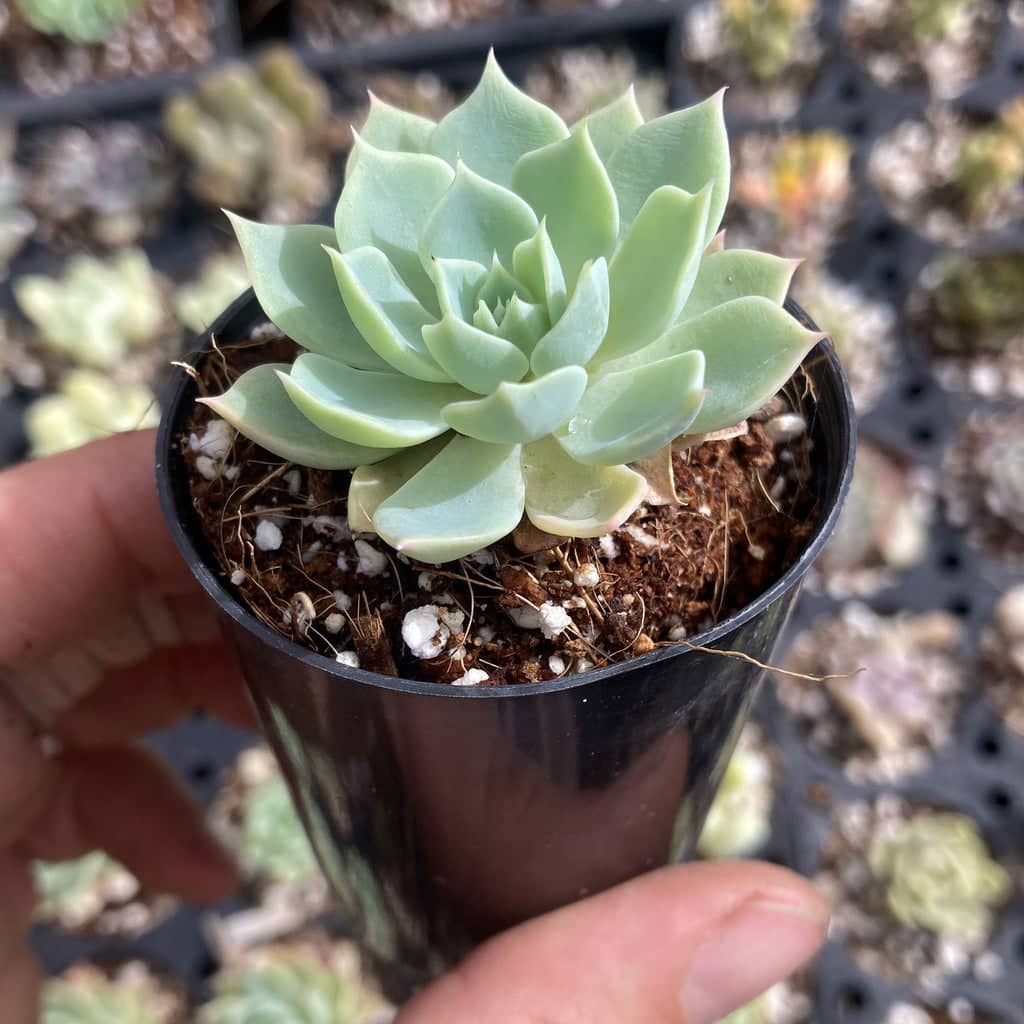 Small Echeveria Glauca
