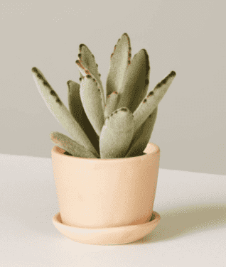 Small panda plant