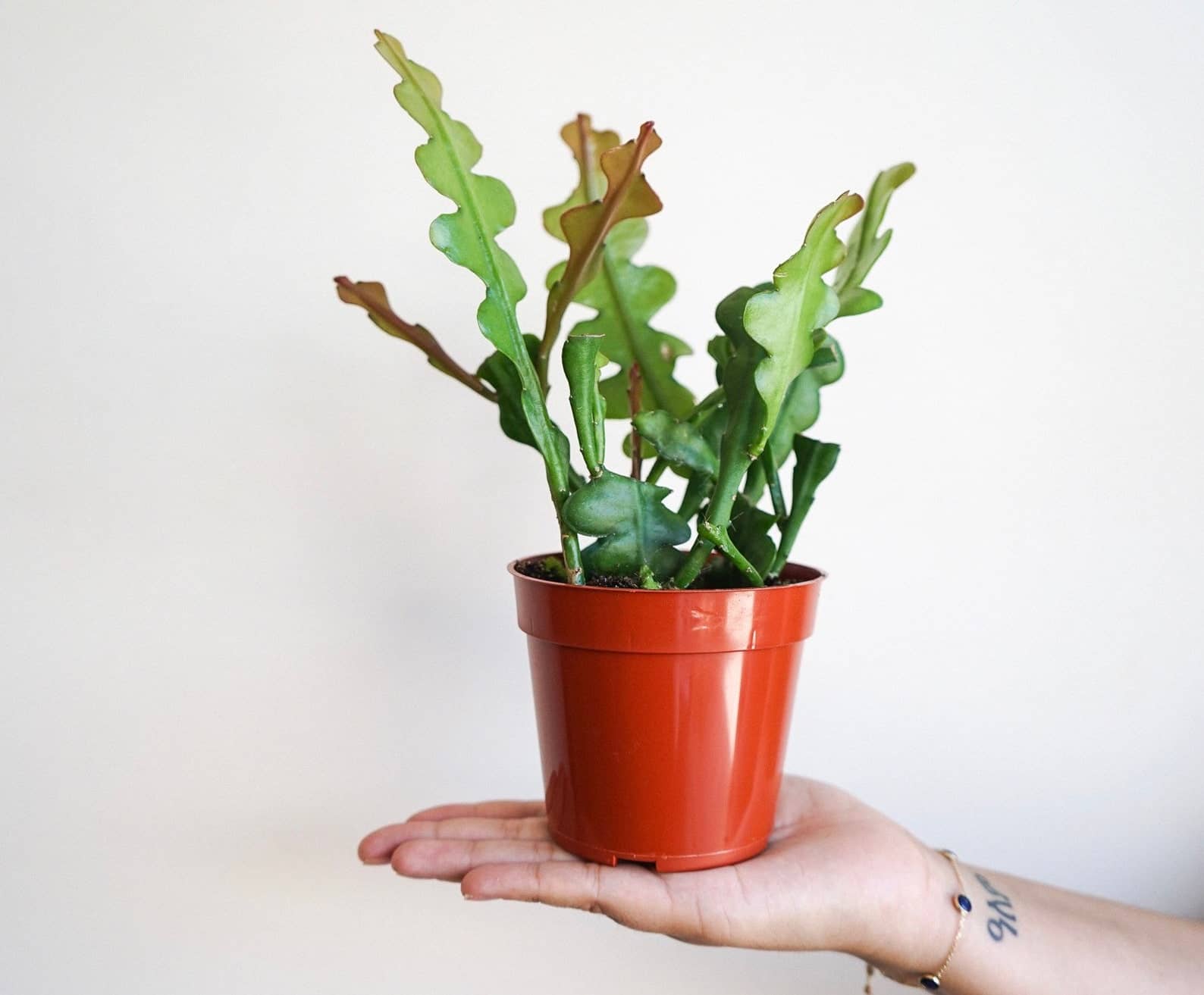 Fishbone cactus