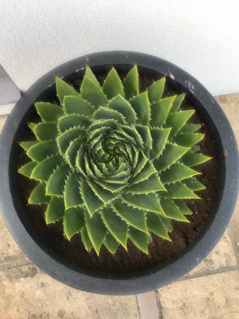 Spiral aloe