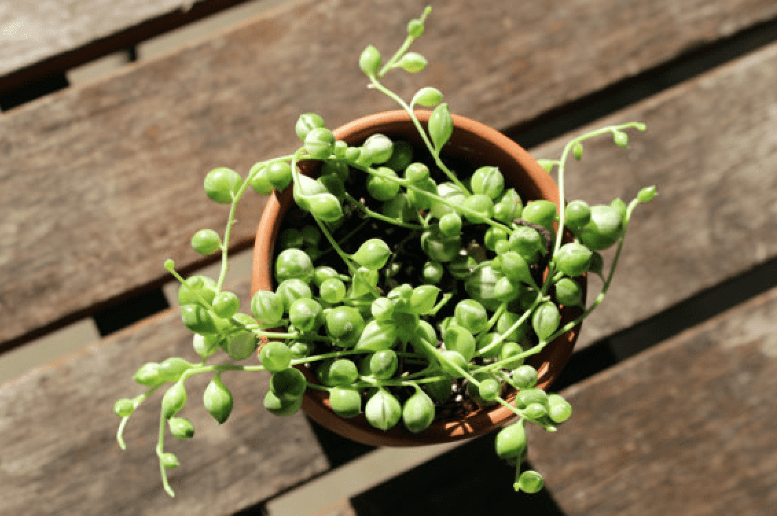 String of pearls plant