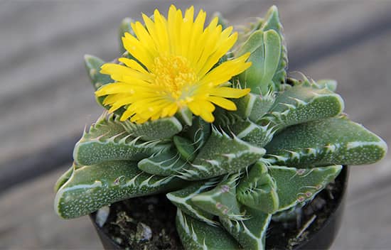 Tiger's jaw succulent