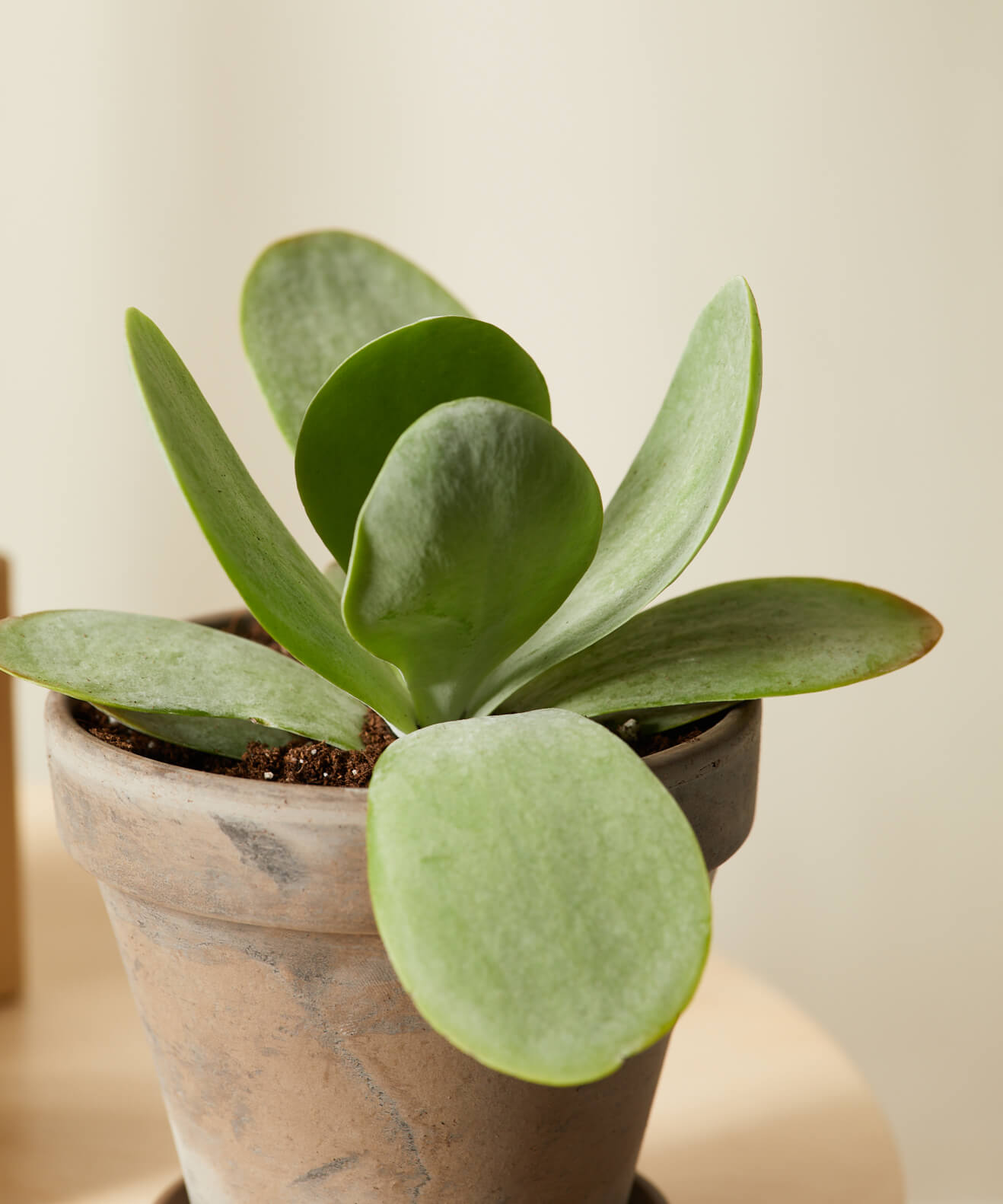 A healthy potted plant